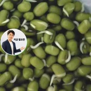 지금 필요한 서리태콩종자 재래종 300g 콩류 녹두 식물 곡물 종자 씨앗 품종