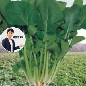 지금 필요한 품종 월동춘채 삼동초 채소 600g 씨앗 종자 하루나 씨앗판매