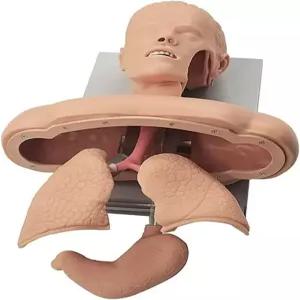 치펠 전문 기도 관리 트레이너 삽관 마니킨 트레이닝 시뮬레이터 헤드 티칭 스터디 모델