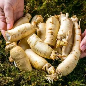 금산 인삼 세척 동가리 소 300g 10뿌리내외 몸통 꿀절임 정과용