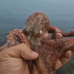 당일조업 자연산 돌문어 3kg 1~9미