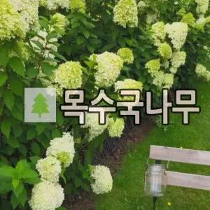 목수국나무 묘목 라임라이트 7치포트 다간형