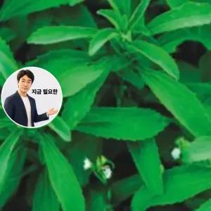 지금 필요한 원예 꽃씨 품종 감미성분 스테비아 씨앗 50립 야생화 종자