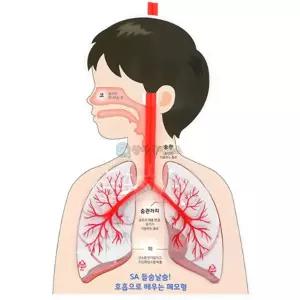 들숨날숨 호흡으로 배우는 폐모형 (4인 세트)