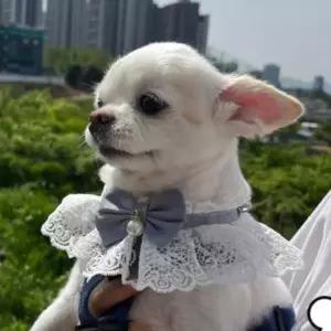 S 블루 강아지 고양이 레이스 리본 목카라 스카프 넥