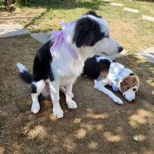 반려동물 쿨링 목걸이 강아지 고양이 여름 냉감 스카프