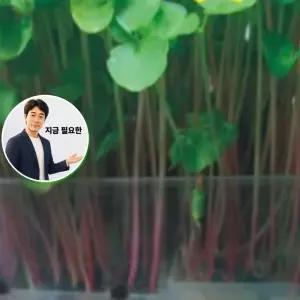 지금 필요한 종묘사 채소 키우기 30g 씨앗 메밀 새싹 야채 종자 새싹전용