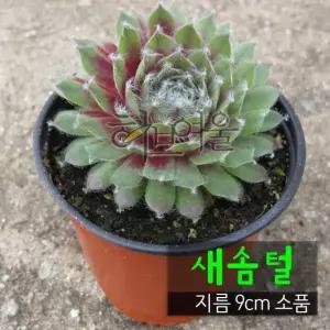 붉은솜털 바위솔 지름 (좋은흙만사용 (새솜털 노지월동) 다육화분 건강한식물) 9cm 소품