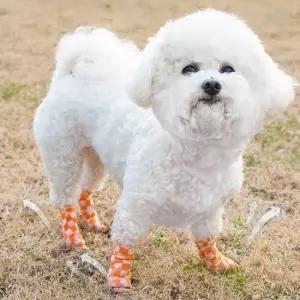 오너클랜 애견 신발 일회용 테이프신발 발싸개 붕대 산책신발 강아지일회용신발 애견양말 애견산책