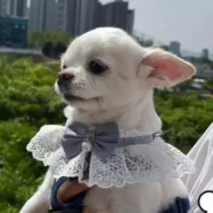 S 블루 강아지 고양이 레이스 리본 목카라 스카프 넥