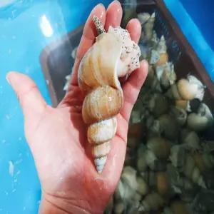 포항 연안 활 백고동 백골뱅이 1kg