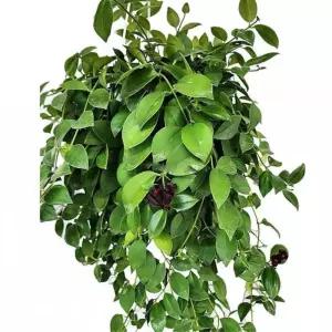 반그늘 녹색 행잉식물 트리초스 걸이 70cm 50대여성