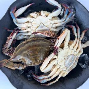 (해담) 국내산 서해안 급냉 활숫꽃게 2kg 제철 찜용 꽃게탕 급냉꽃게 해산물