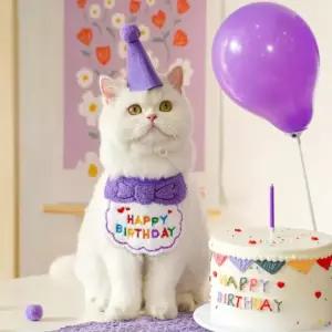 친절한탄씨 반려동물 강아지 고양이 생일 케이프 모자 세트 4종 강아지생일파티세트