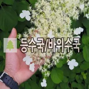 등수국나무 묘목 바위수국 페티오랄리스 15cm 포트