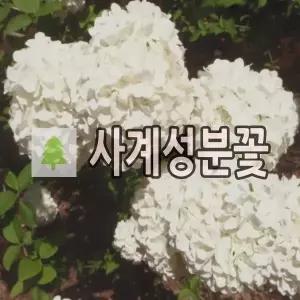분꽃나무 묘목 사계분꽃 차이나스노우볼 10cm 포트묘 2개