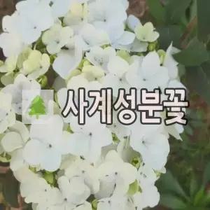 분꽃나무 묘목 사계분꽃 차이나스노우볼 7치화분