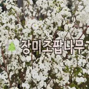 장미조팝나무 묘목 키80cm 분묘