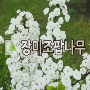장미조팝나무 묘목 키70cm내외 분묘