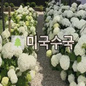 미국수국나무 묘목 스트롱아나벨 15cm 포트묘