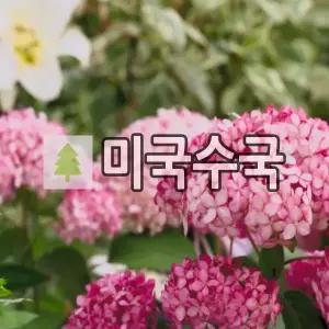 미국수국나무 묘목 핑크아나벨 15cm포트묘