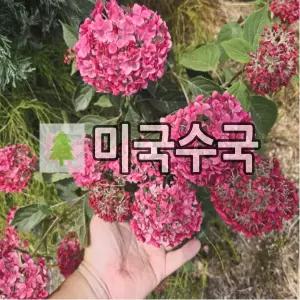 미국수국나무 묘목 루비아나벨 3리터 포트묘