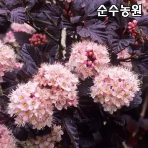 신품종 자엽국수나무 묘목, 레이디인레드 7.5L화분 1개/꽃나무