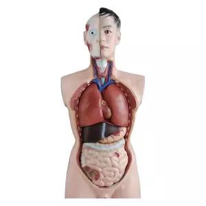 85cm 내부 간 몸통 여성 모형 흉부 복부 해부학모형 교육용 모델 인간 분리 해부학 장기