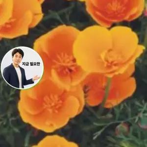 지금 필요한 야생화 3000립 품종 씨앗 금영화 종자 커몬 꽃씨 씨앗판매