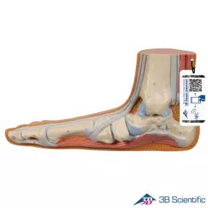 3B Scientific 인체해부모형 발모형 M31 평발 골격 근육 인대