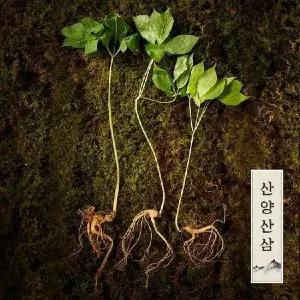 [명가일품][자연삼가] 강원도 토종 정품 산양삼/산양산삼/장뇌삼 10년근이상 (2뿌리)