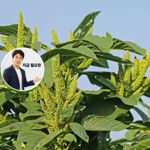 지금 필요한 야생화씨 종자 꽃씨앗 4000립 키우기 아미란스