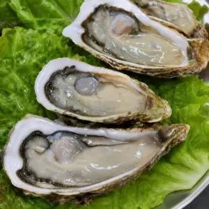 건담농수산 통영 자연산 바위굴 4KG 크림굴 생굴 제철해산물