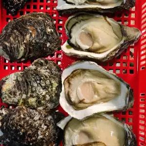건담농수산 통영 자연산 바위굴 3KG 생굴 대왕 고급술안주