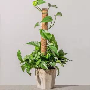 식물지지대 수태봉 40cm/텃밭/지지대/꽃지지대/식물/지주대/꽃지주대/모종/원예/화분/묘목/채소/난지지대