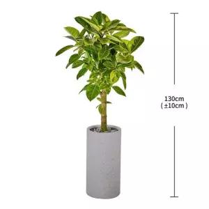 뱅갈고무나무 130cm 코스트코 코와샵2605