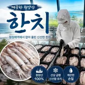 선상급랭 원양산 한치 쫄깃한 냉동 청정해역 담백 고소 회무침 초밥 2kg, 1개