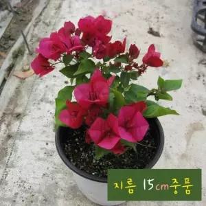 부겐베리아 빨강 레드 지름 15cm 중품화분 좋은흙만 사용한 건강한식물