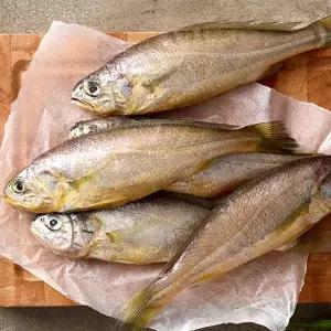 [어가예찬][바로배송] 제주특선 참조기(特大)세트 5마리(마리당130g내외)/각1미포장
