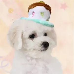 반려동물 생일케 모자 민트 케익모자머리띠
