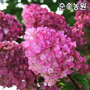 신품종 목수국나무 묘목, 썬데이프레이즈 12L포트 1개/꽃나무/조경수
