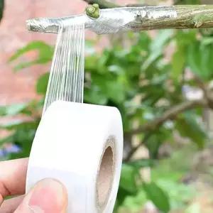식물 접목 테이프 PE 자체접착 묘목 포도 토마토 원예용 2/3/4cm