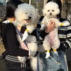 강아지 m사이즈 20매 신발 일회용