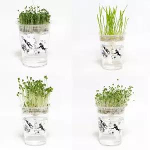 저면관수 미니화분 새싹 키우기 DIY 키트