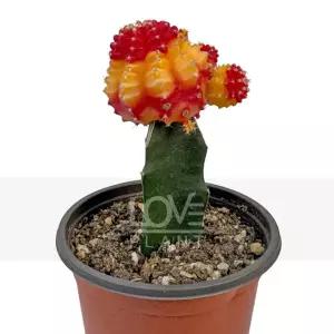 아라이 비모란 접목선인장 미니 화분 알록비모란 색동 짐노칼리시움