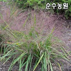꽃그령 모종 (퍼플러브그라스) 7치포트/그라스/다년초/조경수