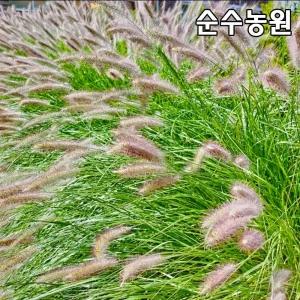수크렁 모종, 데저트플레인 7치포트 1개/수크령/그라스/다년초/가을꽃
