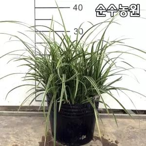 상록사초류 모종, 아이스댄스 7치포트 1개/그라스/다년초/조경수