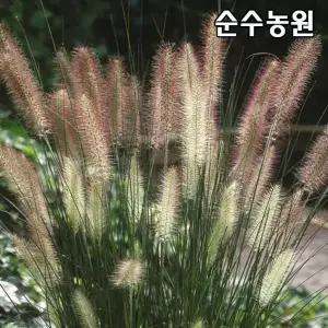 수크렁 모종, 하멜른 15cm포트 1개/수크령/그라스/다년초/가을꽃