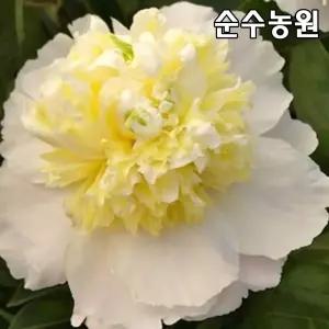 개량작약 모종, 브라이덜그레이스 2.4ℓ화분 1개/유럽작약/꽃나무